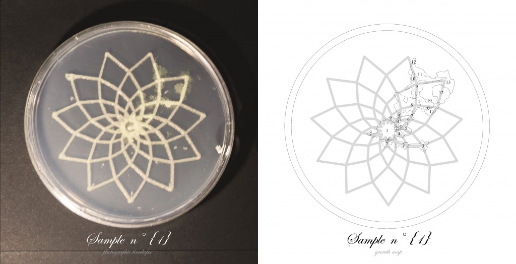 Officina-Corpuscoli-BioLogic-timelapse-overlap-frames-sample01