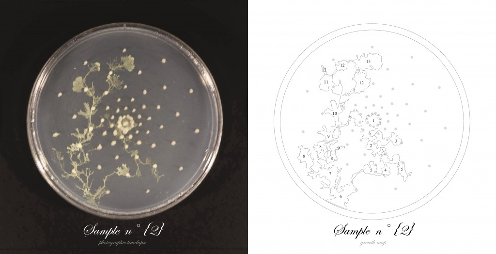 Officina-Corpuscoli-BioLogic-timelapse-overlap-frames-sample02