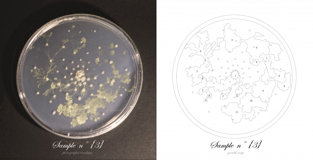 Officina-Corpuscoli-BioLogic-timelapse-overlap-frames-sample03