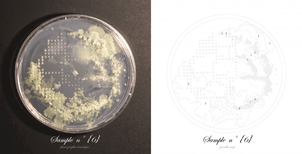 Officina-Corpuscoli-BioLogic-timelapse-overlap-frames-sample06