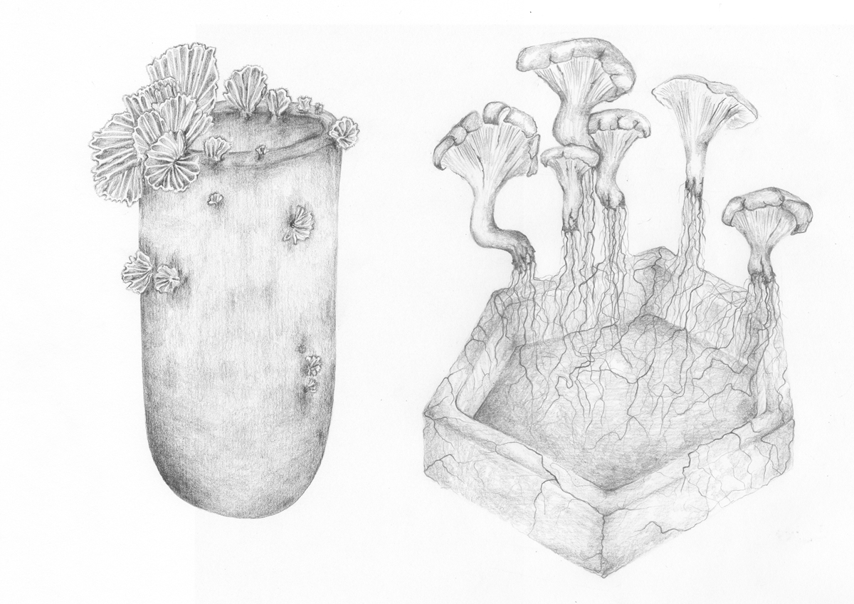 Officina Corpuscoli - Maurizio Montalti illustration fungal objects combined