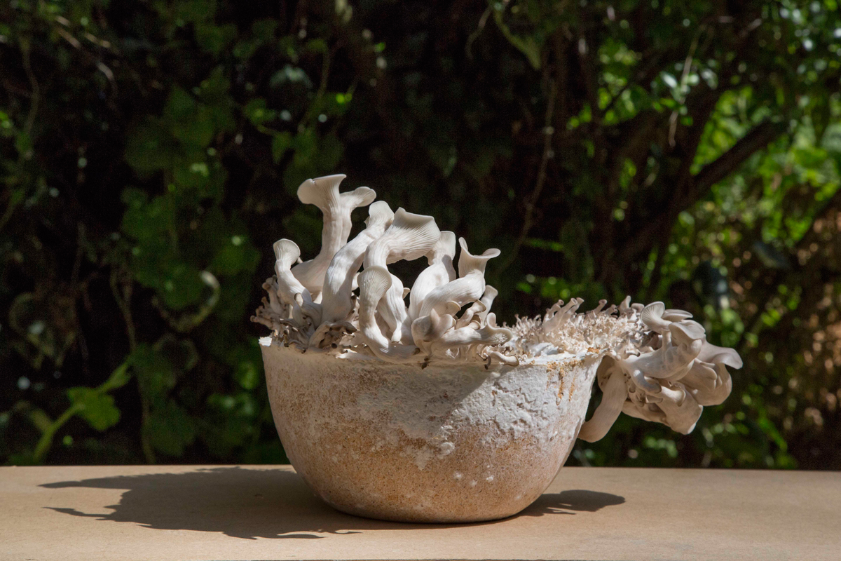 Officina-Corpuscoli_Maurizio-MontaltiMycelium-Binder---Growing-Objects