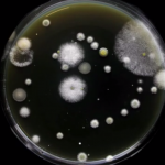 The Expert explains – Han Wosten on micro-organisms and fungi