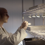 ‘Fungi: The Plastic of the Future’ – MOTHERBOARD – VICE